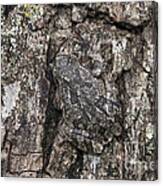 Gray Treefrog Canvas Print