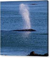 Gray Whale Breathing Canvas Print