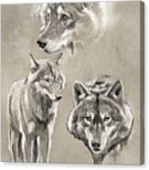 Gray Wolf Canvas Print
