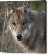 Gray Wolf Canis Lupus Portrait, Alaska Canvas Print