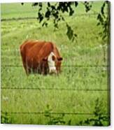 Grazing Cow Canvas Print