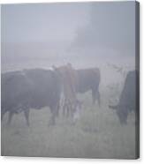 Grazing Cows In The Mist Canvas Print