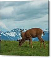 Grazing In The Clouds Canvas Print