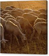 Grazing In A Field Of Gold Canvas Print