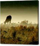 Grazing On A Misty Morning Canvas Print