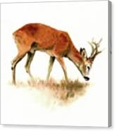 Grazing Roebuck Watercolor Canvas Print