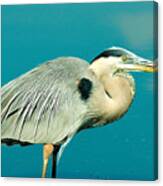 Great Blue Heron 1 Canvas Print