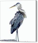 Great Blue Heron 5 Canvas Print