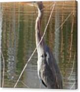 Great Blue Heron By Willow Tree Canvas Print
