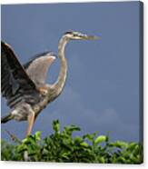 Great Blue Heron Delray Beach Florida Canvas Print