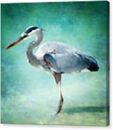 Great Blue Heron Canvas Print