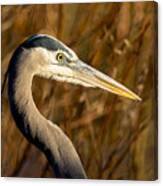 Great Blue Heron Hunting Canvas Print