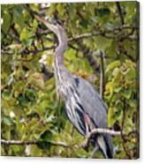 Great Blue Heron In A Tree Canvas Print