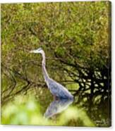 Great Blue Heron Is Blue Canvas Print