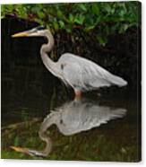 Great Blue Heron Canvas Print