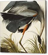 Great Blue Heron Canvas Print