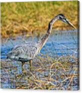 Great Blue Heron On The Hunt Canvas Print