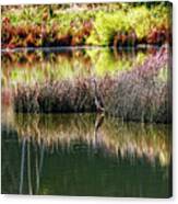 Great Blue Heron Canvas Print