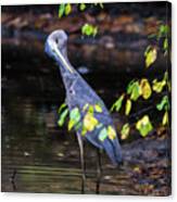 Great Blue Heron With An Itch Canvas Print