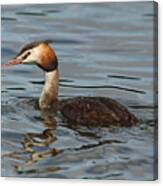Great Crested Grebe Canvas Print