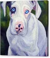 Great Dane Harlequin Puppy Canvas Print