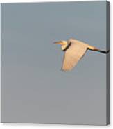 Great Egret 2017-4 Canvas Print