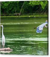 Great Egret And Great Blue Heron Canvas Print