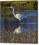 Great Egret, Ardea Alba, In A Pond Canvas Print