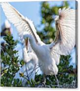 Great Egret Bullying Chick Canvas Print