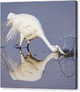 Great Egret Dipping For Food Canvas Print