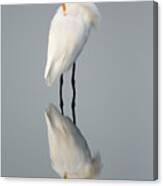 Great Egret Reflection Canvas Print