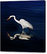 Great Egret-self Reflections Canvas Print