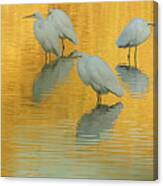 Great Egrets 5005-112813-4cr Canvas Print