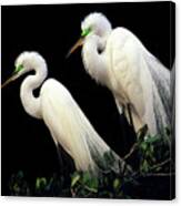 Great Egrets In Breeding Plumage Canvas Print