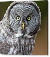 Great Gray Owl Portrait Canvas Print