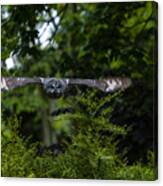 Great Grey Owl In Flight Canvas Print