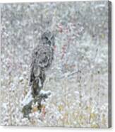 Great Grey Owl In Snow Canvas Print