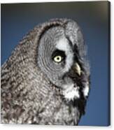 Great Grey Owl Canvas Print