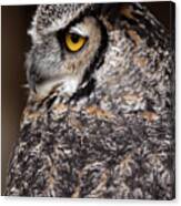 Great Horned Owl Canvas Print