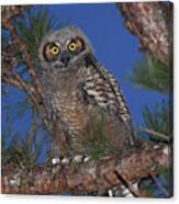 Great Horned Owl Juvenile Canvas Print