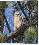 Great Horned Owlet In The Pines Canvas Print