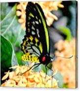 Great Mormon Butterfly Canvas Print