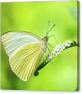 Great Southern White Butterfly Drinking Nectar Canvas Print