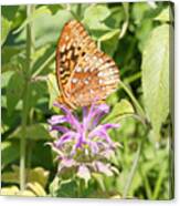 Great Spangled Fritillary On Bee Balm Flower Canvas Print