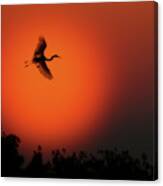 Great White Egret Flying In To Roost Canvas Print