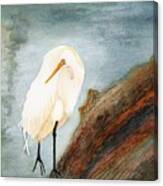 Great White Egret Canvas Print
