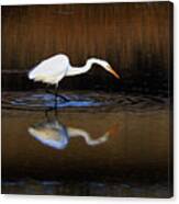 Great White Egret Iii Canvas Print