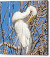 Great White Egret In Tree Canvas Print