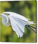 Great White Egret Take Off Canvas Print