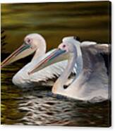 Great White Pelicans Canvas Print